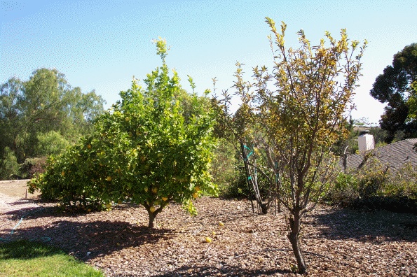 Fruit trees in front
