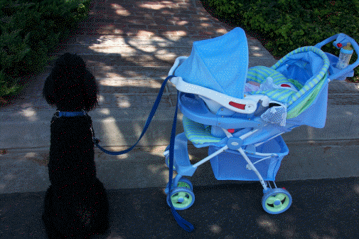 I like Beau towing my carriage