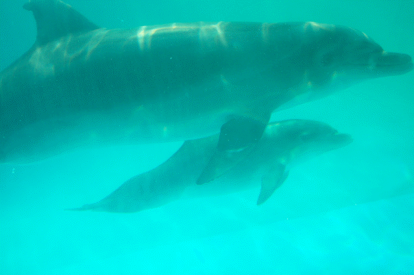 Mother and baby dolphin