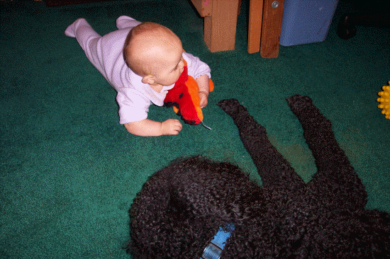 Playing keep away with Beau