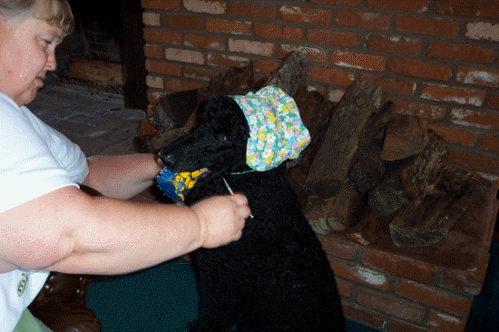 The things a dog has to put up with