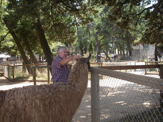 Llama petting