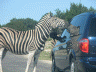 A hungry Zebra
