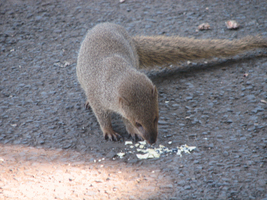 Mongose eating our chips