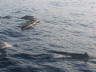 Dolphins chasing our snorkel boat