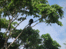 Monkey high above