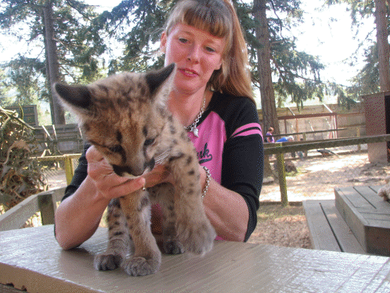 Baby Leopard