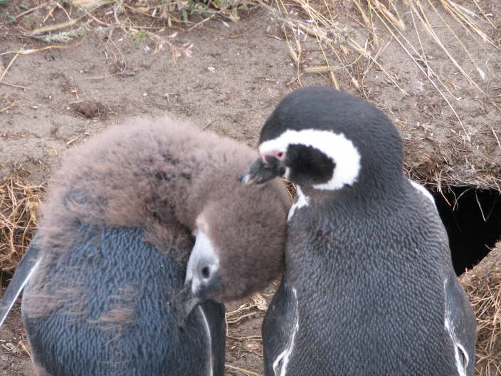 Probably chick and mother