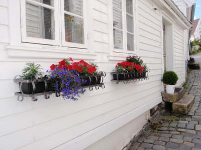 Flowers in the village