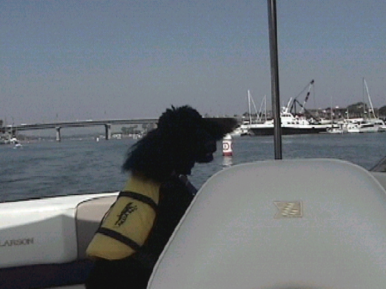 Beau playing lookout